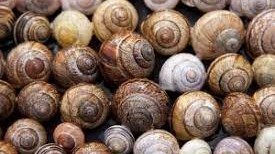 MODULE 10 : MALACOLOGIE ET LUTTE CONTRE LES MOLLUSQUES