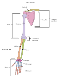   ELEMENT DE MODULE:    ostéologie du membre supérieur